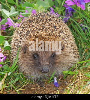 Hedgehog (Erinaceus europaeus) spiney coated mammal found less commonly in the UK - feeds maily on slugs, worms and beetles. Stock Photo