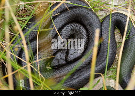 Tasmania Black Tiger snakes Stock Photo