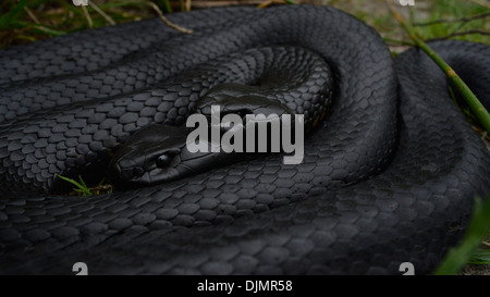 Tasmania Black Tiger snakes Stock Photo