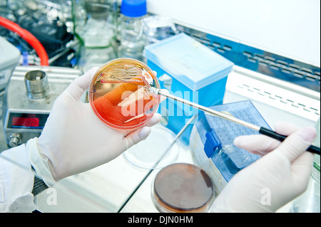 Inoculating loop for spreading bacteria. Petri plate with agar and bacteria escherichia coli. Stock Photo