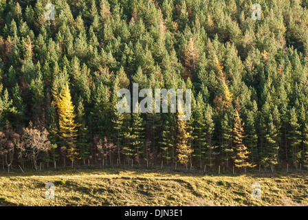 Landscape showing pines and spruce in Scottish Glen Stock Photo