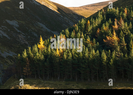 Landscape showing pines and spruce in Scottish Glen Stock Photo