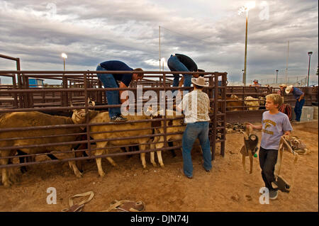 Oct 03, 2008 - Las Vegas, Nevada, USA - To prevent injuries to their faces during roping events, calves are fitted with protective harnesses at the National Senior Pro Rodeo Association circuit stop in Las Vegas.  Male and female rodeo performers age 40 plus compete for NSPRA prize money in sanctioned events throughout the year across 20 US states and three Canadian provinces. (Cre Stock Photo