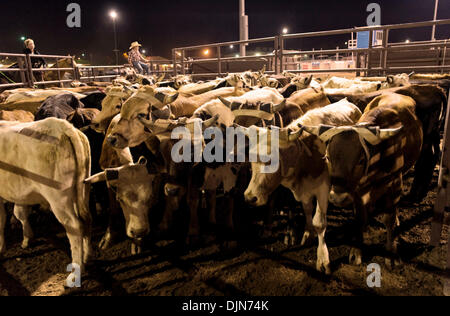 Oct 03, 2008 - Las Vegas, Nevada, USA - Roping calves await the start of the National Senior Pro Rodeo Association circuit stop in Las Vegas.  Male and female rodeo performers age 40 plus compete for NSPRA prize money in sanctioned events throughout the year across 20 US states and three Canadian provinces. (Credit Image: © Brian Cahn/ZUMA Press) Stock Photo