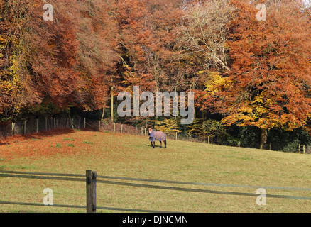 Bay Horse grazing in an english meadow in the Chiltern Hills with trees in Autumn colours Stock Photo