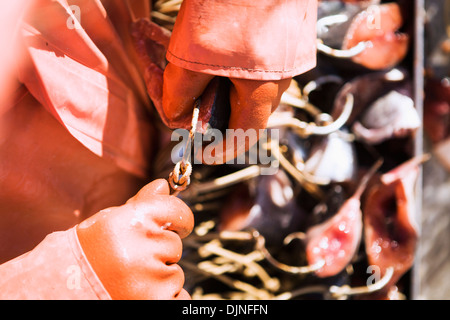 Baiting Halibut Longline Hooks With Pink Salmon While Preparing To Commercial Fish For Halibut Near King Cove, Alaska Peninsula Stock Photo