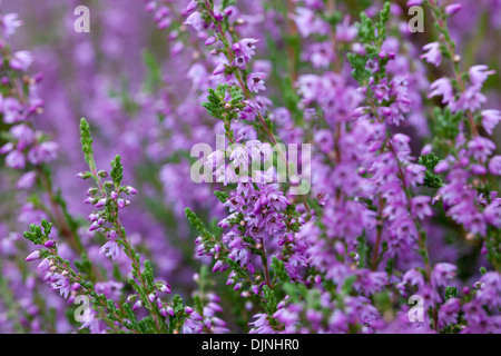 Common heather / ling (Calluna vulgaris) flowers flowering in summer in heathland / moor Stock Photo