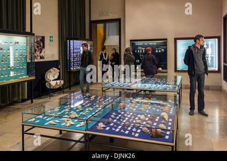 Visitors looking at shell collection in the natural history museum Kina / Wereld van Kina in Ghent, Belgium Stock Photo