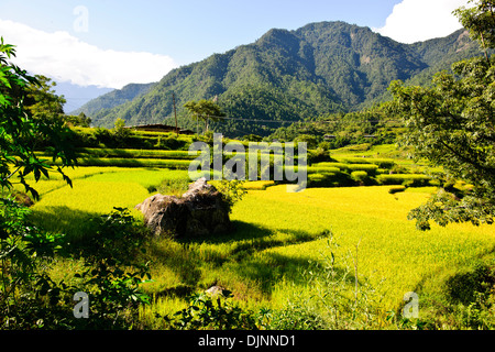 Rice Harvests imminent,Cascading rice Paddies,Terracing,Mo Chhu River ...