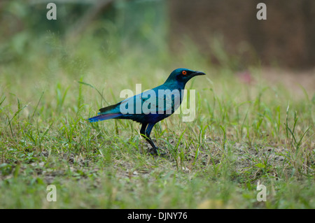 Adult bird in landscape view on ground. Stock Photo