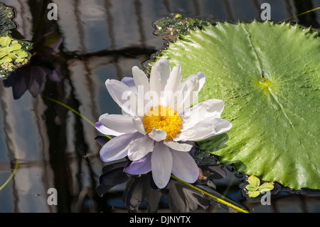 Detail view of water lilly in botanical gardens. Stock Photo