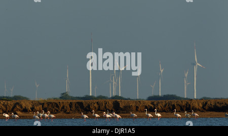 Flamingos against backdrop of wind mills in Gujarat, India Stock Photo