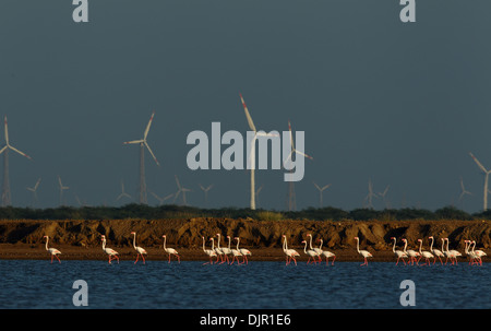 Flamingos against backdrop of wind mills in Gujarat, India Stock Photo