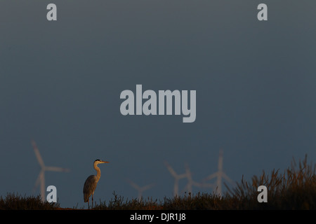 Flamingos against backdrop of wind mills in Gujarat, India Stock Photo