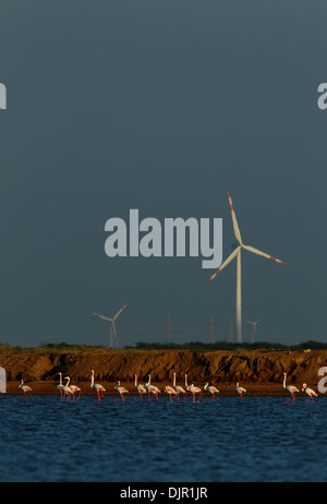 Flamingos against backdrop of wind mills in Gujarat, India Stock Photo