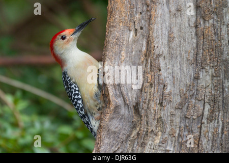 Male Red-bellied Woodpecker, Melanerpes carolinus, in autumn in McLeansville, North Carolina.