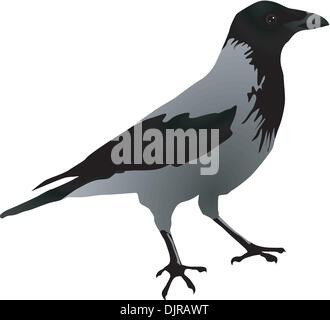 Vectors Raven Stock Vector