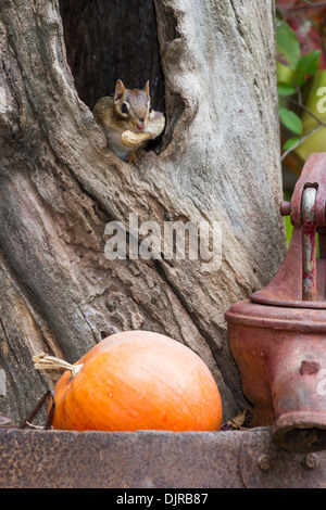 Eastern Chipmunk, Tamias striatus, gathering nuts in autumn, getting ready for winter in McLeansville, North Carolina. Stock Photo