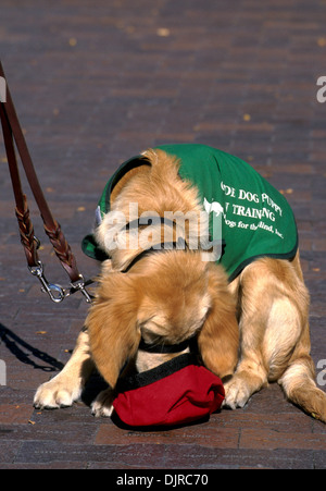 Guide dog puppy in training drinking water out of a red bowl Stock Photo