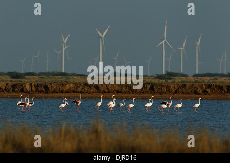 Flamingos against backdrop of wind mills in Gujarat, India Stock Photo