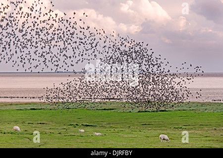 Flock of starlings (Sturnus vulgaris) Stock Photo