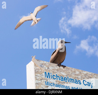 Common Noddy (Anous stolidus) and a Sooty Tern (Onychoprion fuscatus) on Michaelmas Cay, Great Barrier Reef, Australia Stock Photo