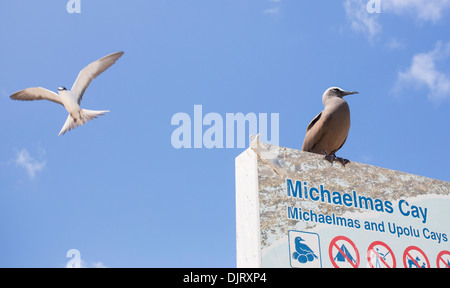 Common Noddy (Anous stolidus) and a Sooty Tern (Onychoprion fuscatus) on Michaelmas Cay, Great Barrier Reef, Australia Stock Photo