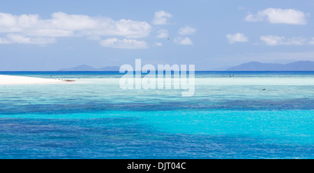 Seabirds on a beach at Michaelmas Cay, Great Barrier Reef, Australia Stock Photo