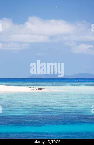 Seabirds on a beach at Michaelmas Cay, Great Barrier Reef, Australia Stock Photo