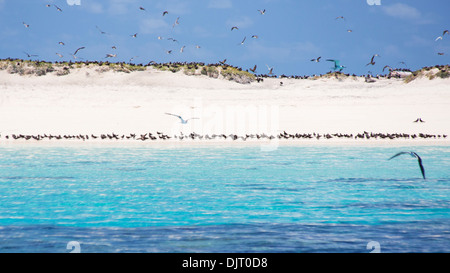 Seabirds on a beach at Michaelmas Cay, Great Barrier Reef, Australia Stock Photo