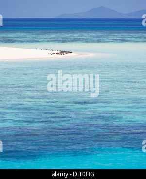 Seabirds on a beach at Michaelmas Cay, Great Barrier Reef, Australia Stock Photo