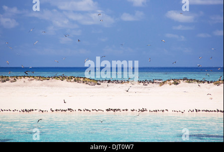 Seabirds on a beach at Michaelmas Cay, Great Barrier Reef, Australia Stock Photo