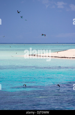 Seabirds on a beach at Michaelmas Cay, Great Barrier Reef, Australia Stock Photo