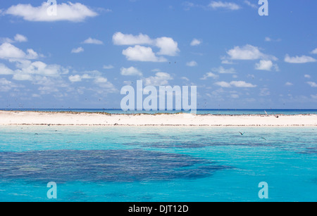 Seabirds on a beach at Michaelmas Cay, Great Barrier Reef, Australia Stock Photo