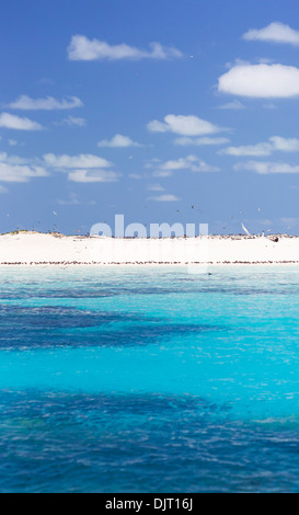 Seabirds on a beach at Michaelmas Cay, Great Barrier Reef, Australia Stock Photo