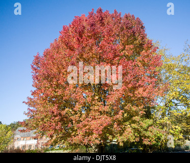 Liquidambar styraciflua, the American sweetgum or redgum, in autumn leaf against blue sky Stock Photo