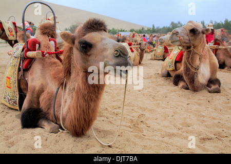 Camels riding near Crescent Lake, Dunhuang, Gansu province, China Stock Photo