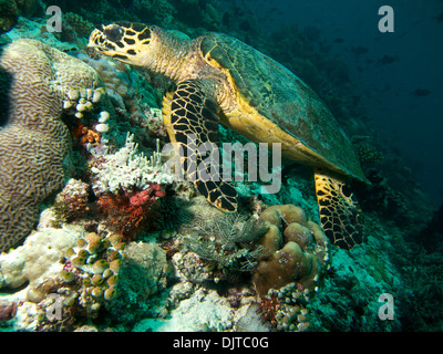Hawksbill Sea Turtle glides over the coral Stock Photo