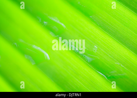 Banana leaf (Musa sp.). Bach Ma National Park. Vietnam. Stock Photo