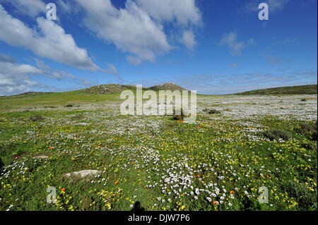 by Cape Town, South Africa. 10th Aug, 2012. Spring in West Coast National Park near by Cape Town, South Africa, 10 August 2012. Photo: Ralf Hirschberger/dpa/Alamy Live News Stock Photo