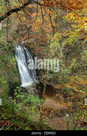 May Beck flowing through mixed deciduous woodland in Sneaton Forest and showing the waterfall of Falling Foss. Stock Photo