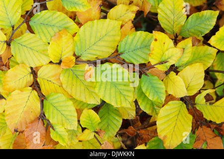 Common beech tree leaves, latin name Fagus sylvatica, in the porcess of  turning yellow during autumn Stock Photo - Alamy