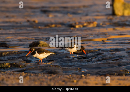 Oystercatcher (haematopus ostralegus) flock in winter plumage, foraging on the tide line as they follow a falling tide Stock Photo