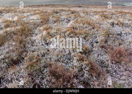 Frost covered heather on Commondale Moor in the North York Moors National Park Stock Photo