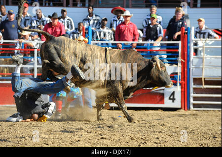 Bull Riding at the Angola State Prison Rodeo in Louisiana State ...