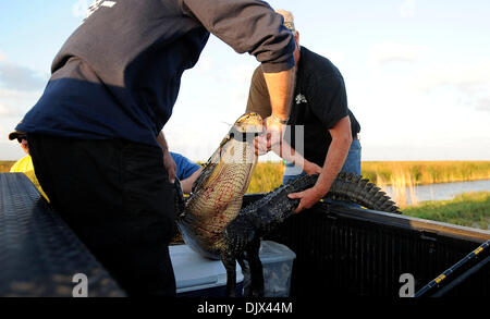 Oct. 23, 2010 - West Palm Beach, FL - Florida, USA - United States - (transmit)  fl-alligator-hunt-1023j  --   Greg Amira, left, from Tampa, loads a 7-foot alligator into the bed of a truck after catching it on the banks of the Stormwater Treatment Area 1-West, in Palm Beach County, during the Wounded Warrior Project alligator hunt, Saturday night, October 23, 2010.  Michael Laughl Stock Photo
