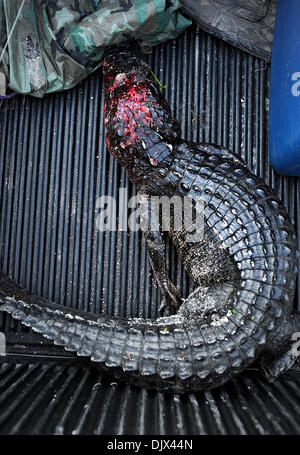 Oct. 23, 2010 - West Palm Beach, FL - Florida, USA - United States - (transmit)  fl-alligator-hunt-1023n  --   A 7-foot alligator was caught by Greg Amira, from Tampa, on the banks of the Stormwater Treatment Area 1-West in search for alligators to catch during the Wounded Warrior Project alligator hunt, Saturday night, October 23, 2010.  Michael Laughlin, Sun Sentinel (Credit Imag Stock Photo