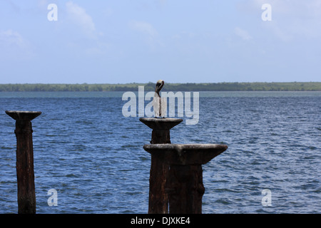 Remains of the docks used for shipping bananas, currently Los Haitises National Park, Dominican Republic, September 4, 2013 Stock Photo