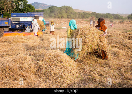 Indian Farm Workers Harvesting The Rice Crop. Andhra Pradesh, India ...