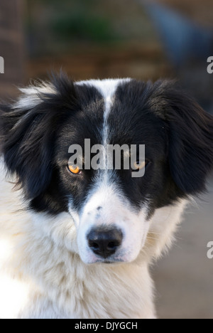 Border Collie (Portrait) Stock Photo